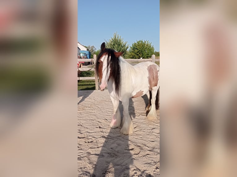 Tinker Caballo castrado 9 años 129 cm Pío in Neupotz