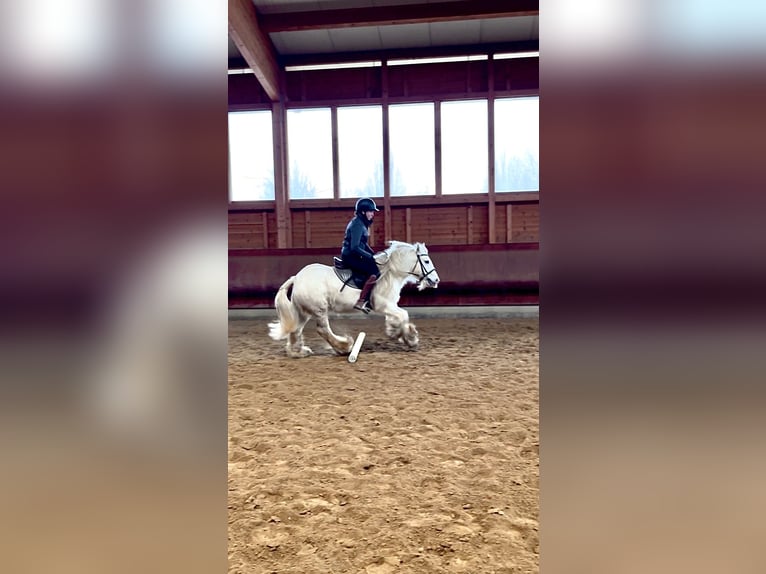 Tinker Caballo castrado 9 años 135 cm Pío in Achstetten