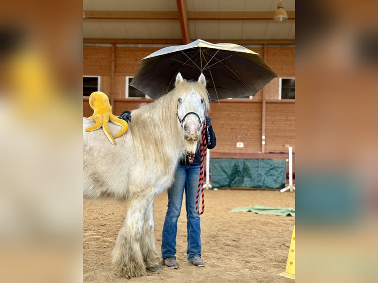 Tinker Caballo castrado 9 años 135 cm Pío in Achstetten