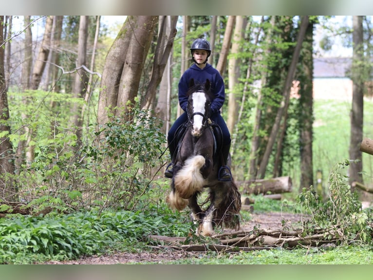 Tinker Caballo castrado 9 años 136 cm Negro in Pepingen