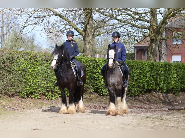 Tinker Caballo castrado 9 años 136 cm Negro in Pepingen
