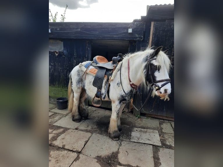 Tinker Caballo castrado 9 años 136 cm Pío in Norderstedt