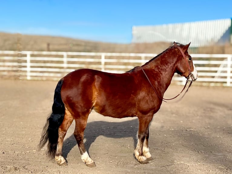 Tinker Mestizo Caballo castrado 9 años 137 cm Castaño rojizo in Comstock