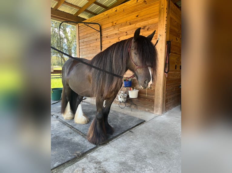 Tinker Caballo castrado 9 años 137 cm Negro in Brooksville Florida