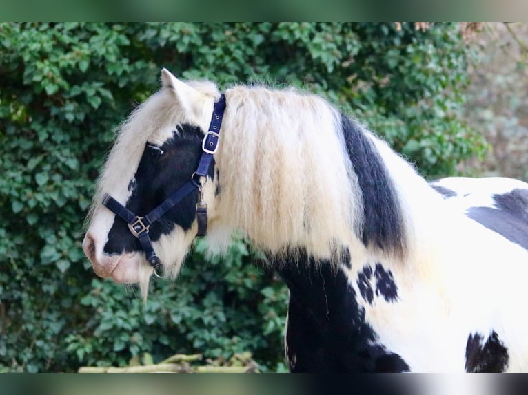 Tinker Caballo castrado 9 años 140 cm in Bad Wimpfen