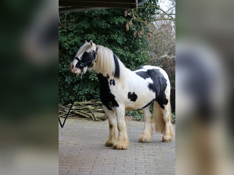 Tinker Caballo castrado 9 años 140 cm in Bad Wimpfen