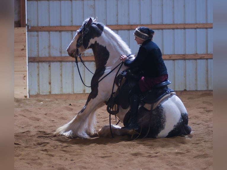 Tinker Caballo castrado 9 años 142 cm Pío in Strasburg