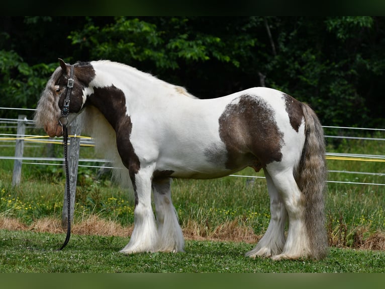 Tinker Caballo castrado 9 años 142 cm Pío in Strasburg
