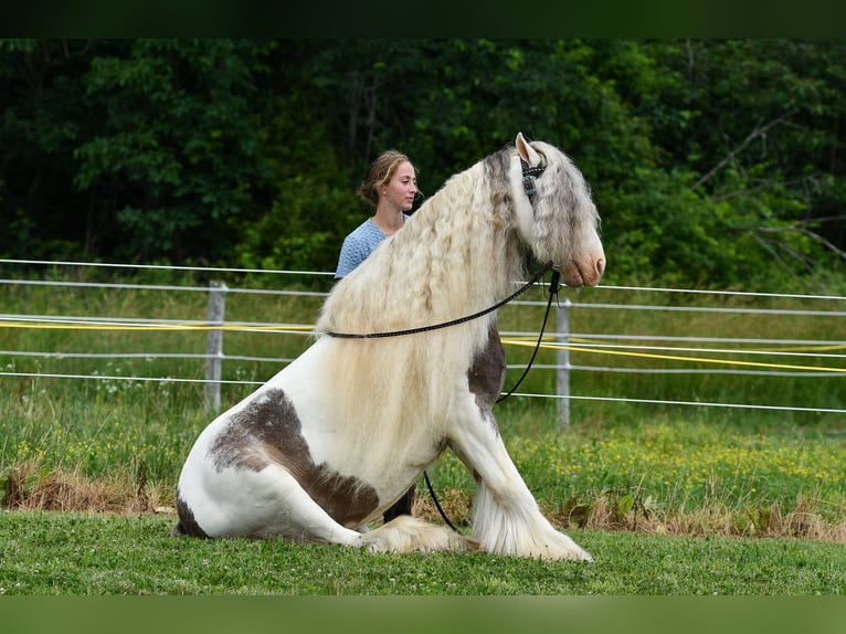 Tinker Caballo castrado 9 años 142 cm Pío in Strasburg