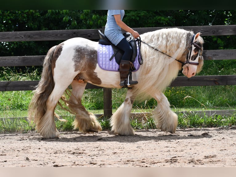 Tinker Caballo castrado 9 años 142 cm Pío in Strasburg