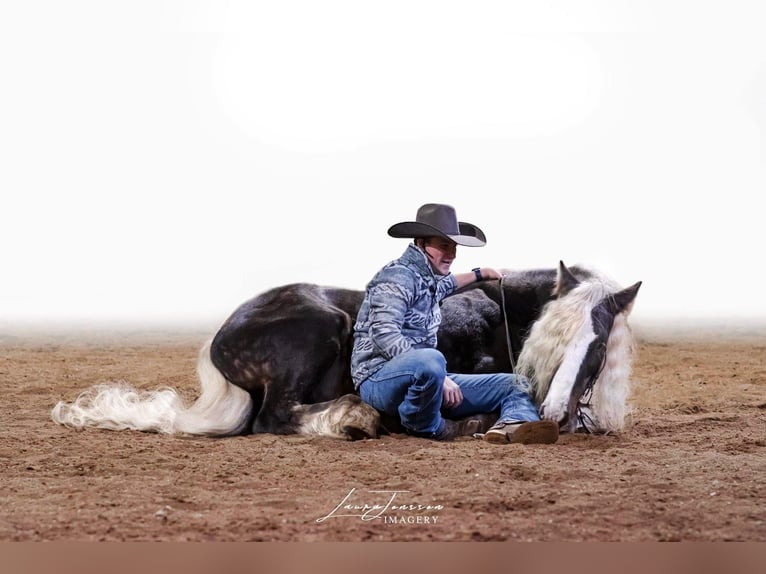 Tinker Caballo castrado 9 años 142 cm Tordo rodado in Phoenix