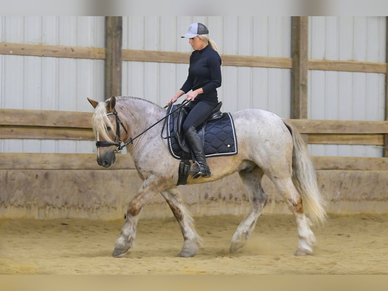 Tinker Mestizo Caballo castrado 9 años 147 cm Ruano alazán in Oelwein