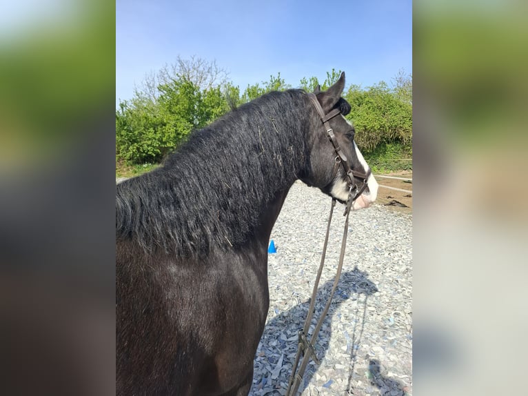 Tinker Caballo castrado 9 años 148 cm Negro in Kirchheimbolanden