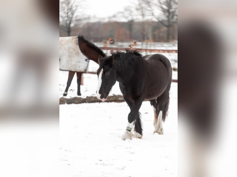 Tinker Caballo castrado 9 años 149 cm Castaño oscuro in Greven