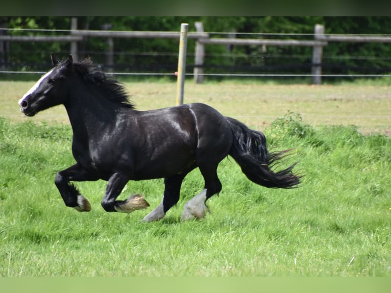 Tinker Caballo castrado 9 años 149 cm Castaño oscuro in Greven