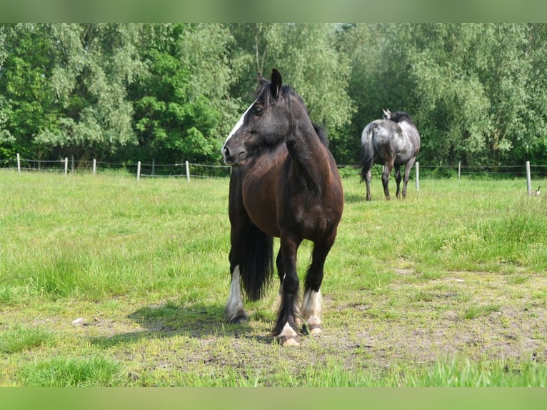 Tinker Caballo castrado 9 años 149 cm Castaño oscuro in Greven