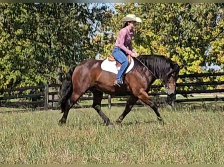 Tinker Mestizo Caballo castrado 9 años 150 cm Castaño rojizo in Robards