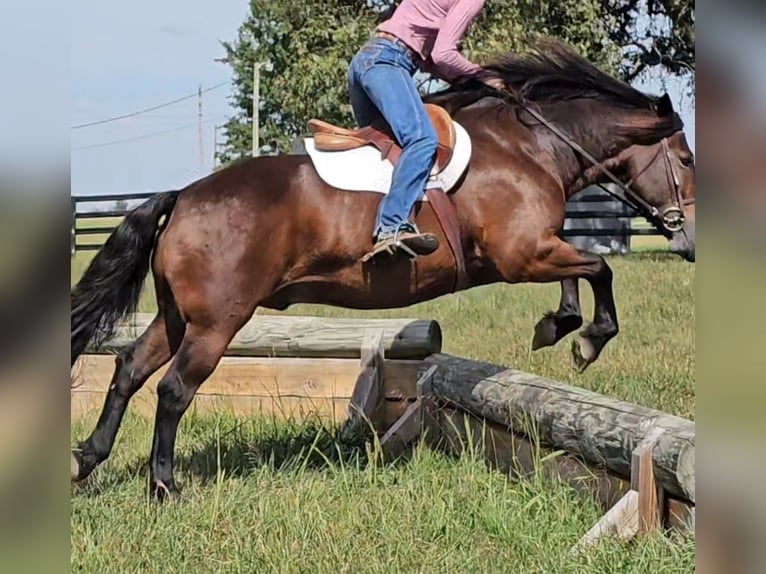 Tinker Mestizo Caballo castrado 9 años 150 cm Castaño rojizo in Robards