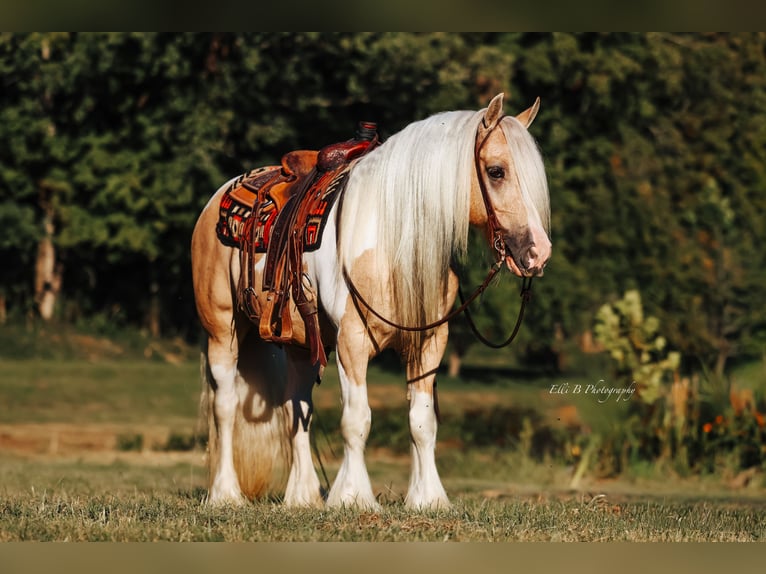 Tinker Caballo castrado 9 años 150 cm Pío in Mount Vernon