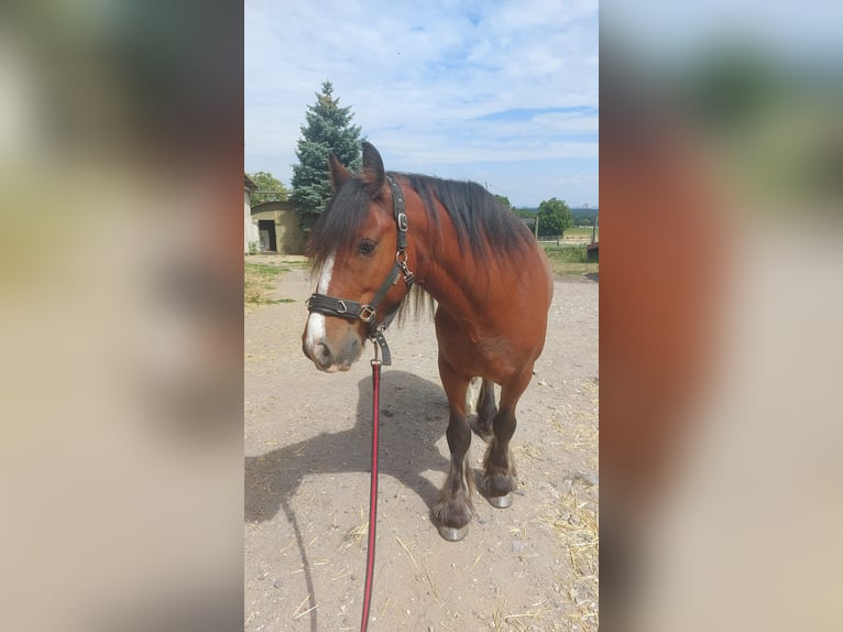 Tinker Mestizo Caballo castrado 9 años 152 cm Castaño in Hürth