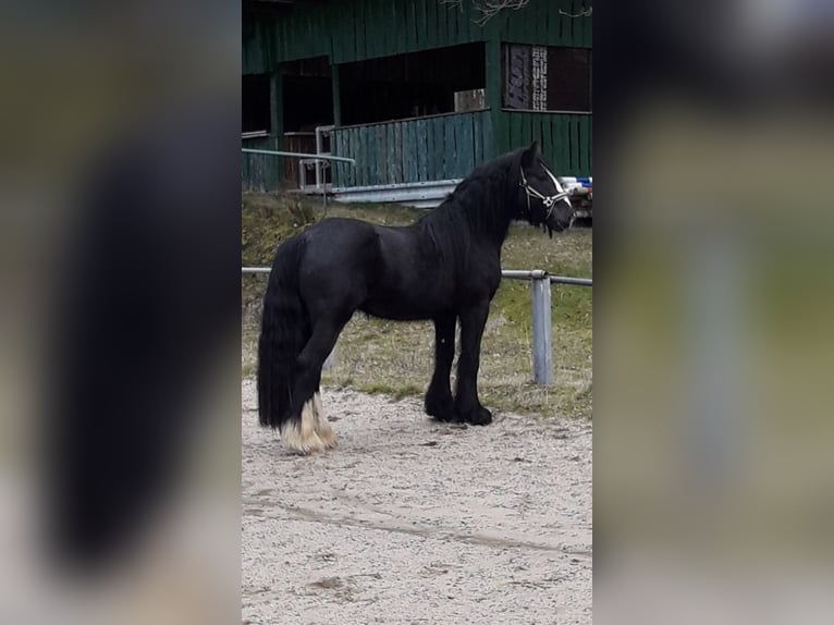 Tinker Caballo castrado 9 años 152 cm Negro in Waldsolms