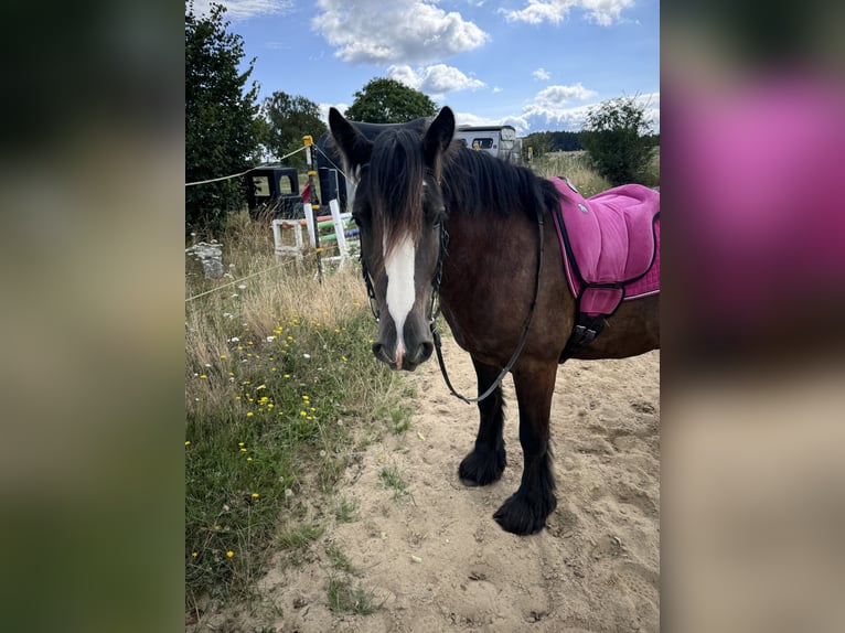 Tinker Caballo castrado 9 años 152 cm Negro in Waldsolms