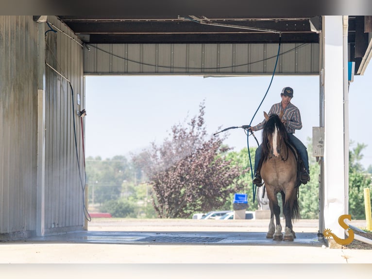 Tinker Mestizo Caballo castrado 9 años 160 cm Bayo in Bogard, MO