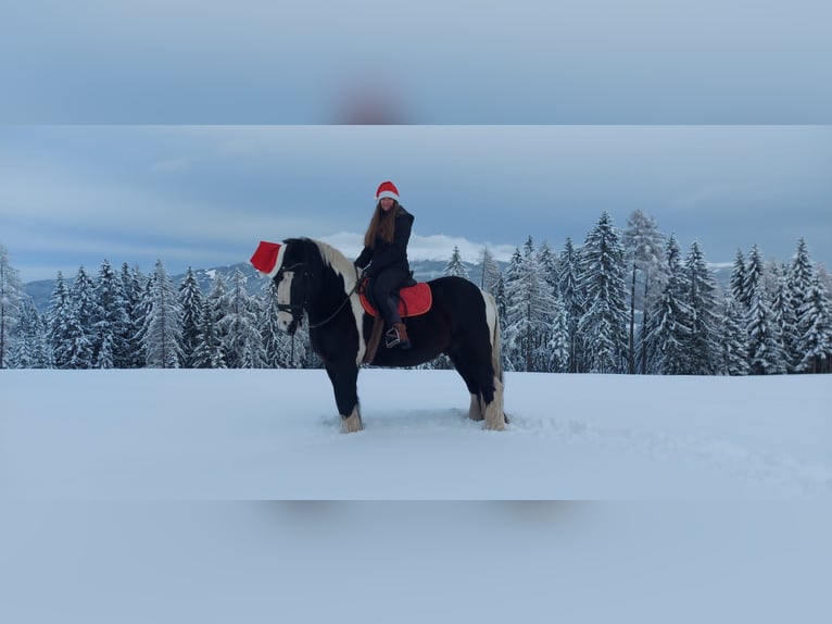 Tinker Caballo castrado 9 años 165 cm Pío in Obdach