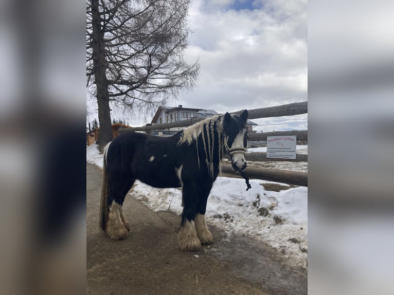 Tinker Caballo castrado 9 años 165 cm Pío in Obdach