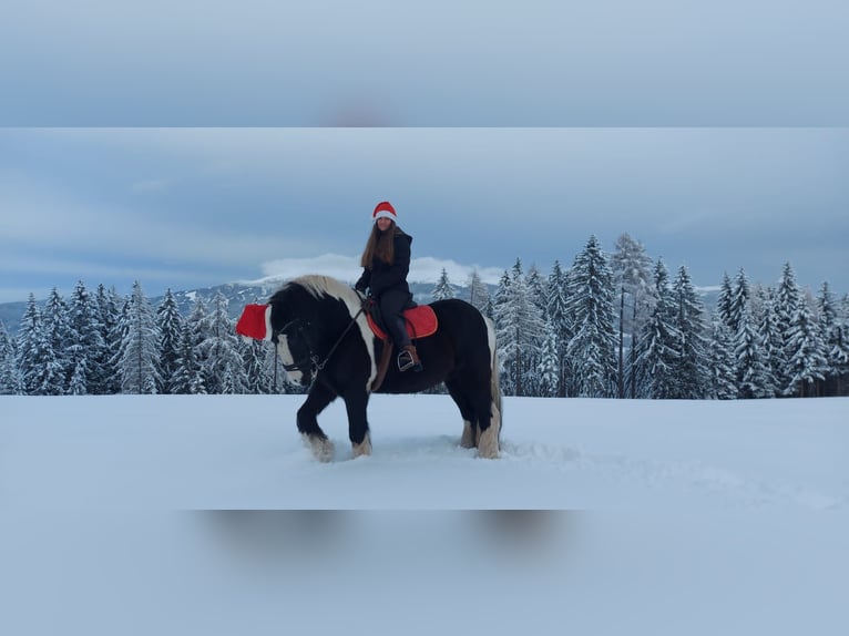 Tinker Caballo castrado 9 años 165 cm Pío in Obdach