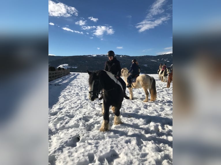 Tinker Caballo castrado 9 años 165 cm Pío in Obdach