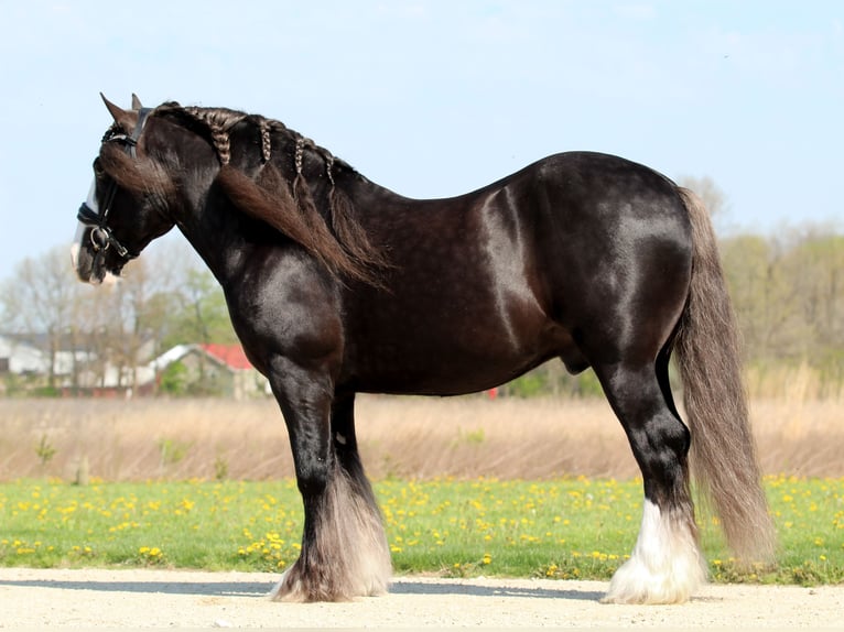 Tinker Caballo castrado 9 años  in Syracuse