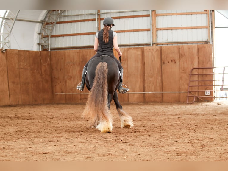 Tinker Caballo castrado 9 años  in Syracuse