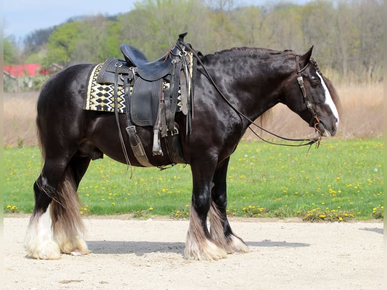 Tinker Caballo castrado 9 años  in Syracuse