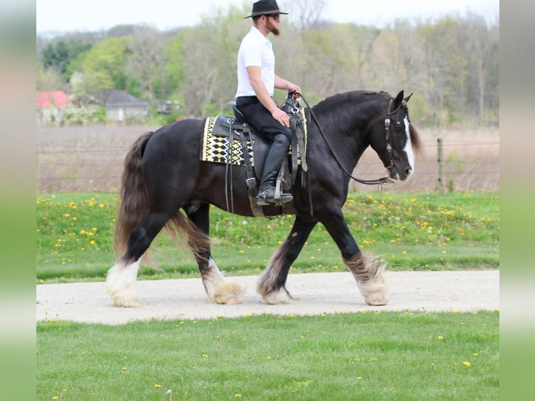 Tinker Caballo castrado 9 años  in Syracuse
