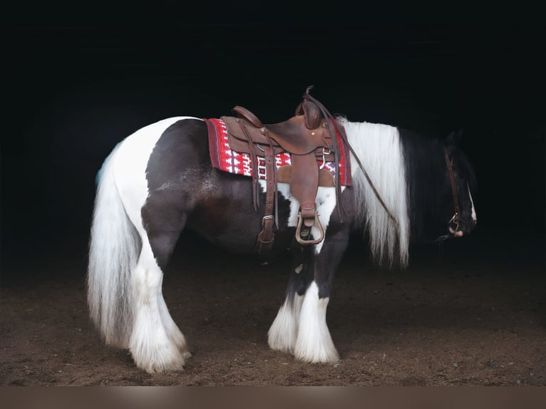 Tinker Caballo castrado 9 años Pío in Wallingford
