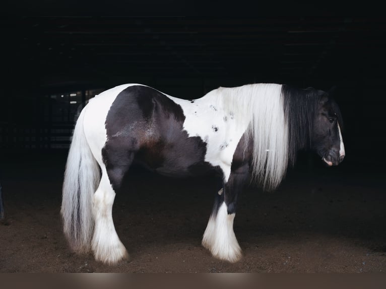 Tinker Caballo castrado 9 años Pío in Wallingford