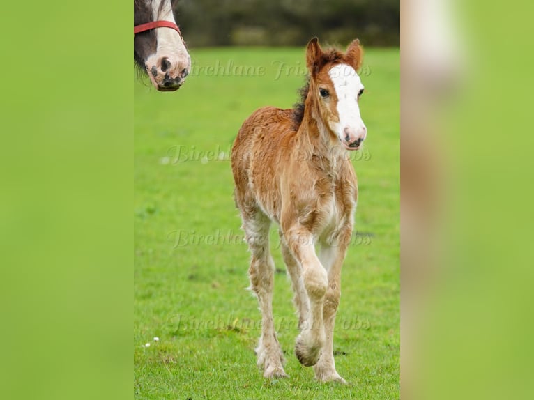 Tinker Caballo castrado Potro (01/2026) 153 cm  in kerry