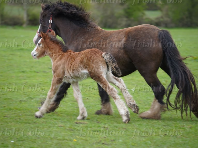 Tinker Caballo castrado Potro (01/2026) 153 cm  in kerry