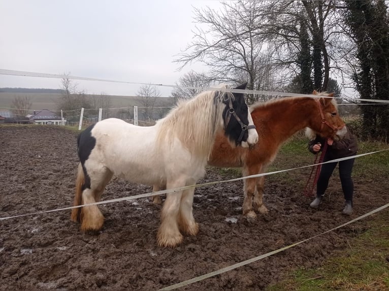 Tinker Étalon 10 Ans 140 cm Pinto in Höheischweiler