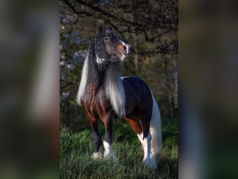 Tinker Étalon 11 Ans 156 cm Pinto in mikołów