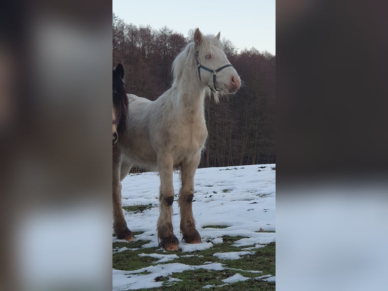 Tinker Étalon 1 Année 133 cm Cremello in Tangeln