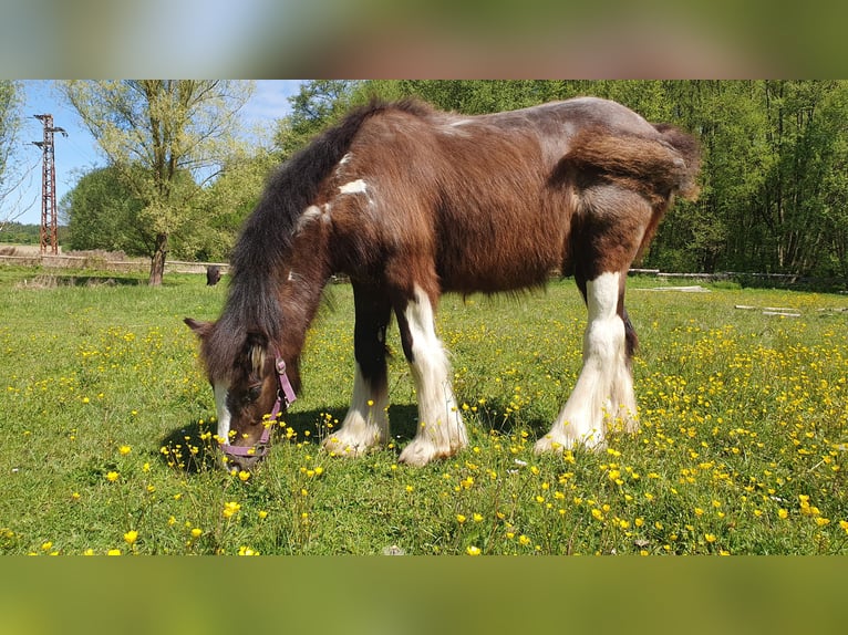 Tinker Étalon 1 Année 134 cm Pinto in Tangeln