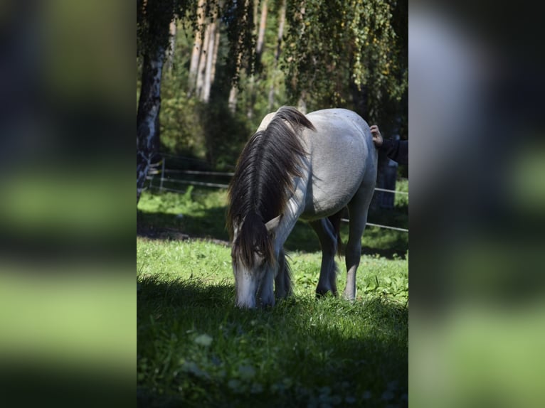 Tinker Étalon 1 Année 140 cm Buckskin in Heiligengrabe
