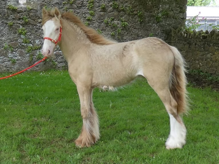 Tinker Étalon 1 Année 140 cm Cremello in Zwartewaal