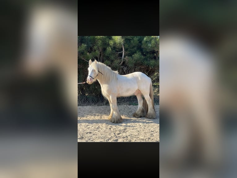 Tinker Étalon 1 Année 145 cm Perle in ToruńToruń