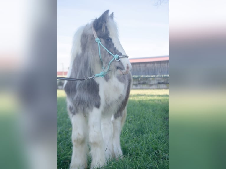 Tinker Étalon 1 Année 145 cm Pinto in Ebersheim