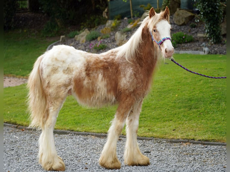 Tinker Étalon 1 Année 148 cm  in kerry
