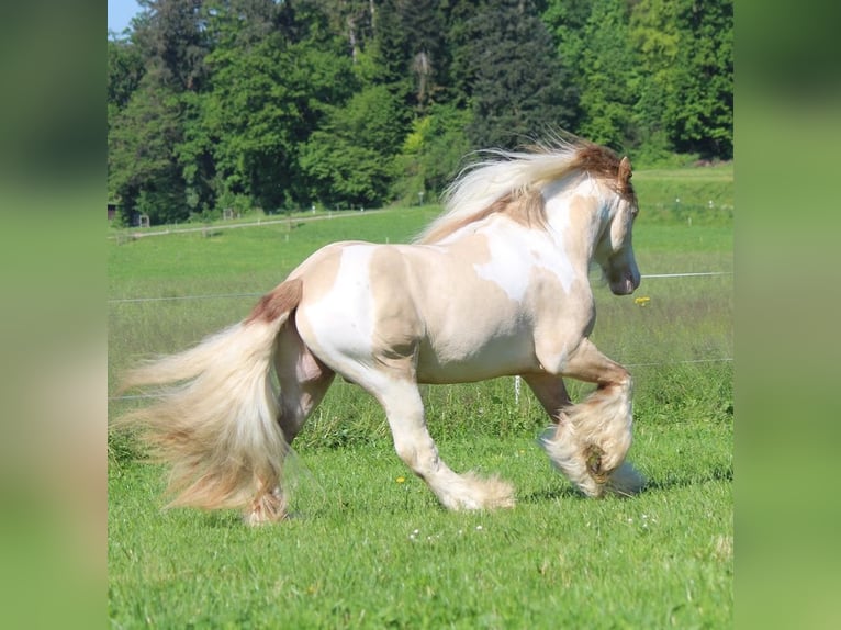 Tinker Étalon 1 Année 150 cm Pinto in Besenbüren