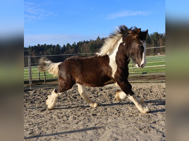 Tinker Étalon 1 Année 150 cm Pinto in Besenbüren